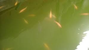 Agar lumut tidak tumbuh di kolam infoikan.com sudah tau obat pembasmi lumut pada kolam ikan? Kolam Ikan Keruh Begini Cara Mengatasinya