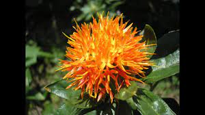 How To Plant Safflower Seeds Fake Safron Youtube