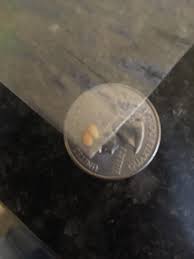 I Found 3 Of These In My Bed Are These Eggs Larvae Or Some Kind Of Seed I Do Not Have Any Pets And I Never Eat In My Bed Or Have