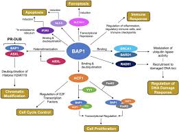 People with bap1 tumor predisposition syndrome are at risk of developing malignant mesothelioma , which is cancer of the mesothelium. Bap1 Not Just A Brca1 Associated Protein Cancer Treatment Reviews