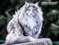 White Silver Maine Coon Cat