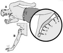 Image result for Fall on Shoulder