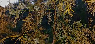 Image result for Asparagus flagellaris