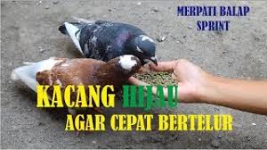 Pakan merpati agar cepat bertelur. Khasiat Kacang Hijau Agar Merpati Balap Cepat Bertelur By Gambirselat Channel