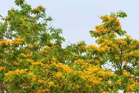 Image result for Pterocarpus indicus