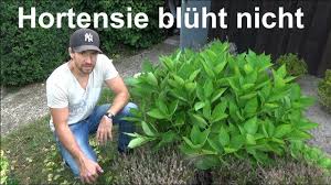 Gut gedüngt erfreuen sie sich bis in den herbst hinein an den schönen und farbenfrohen pflanzen. Hortensien Bluhen Nicht Ursache Grunde Warum Die Hortensie Nicht Bluht Youtube