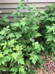 Having edible fruit, which always contains seeds, ensures that hungry animals will. Raspberry Plants Give No Flowers Or Fruit 573155 Ask Extension
