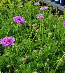 Image result for Scabiosa columbaria