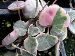 Image result for Ceropegia multiflora