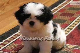 Why buy a shih tzu puppy for sale if you can adopt and save a life? Shih Tzu Puppy For Sale Near Springfield Missouri 8beb59c2 A0f1 Shih Tzu For Sale Shih Tzu Puppy Shih Tzu