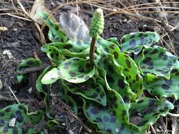 Image result for Lobelia petiolata