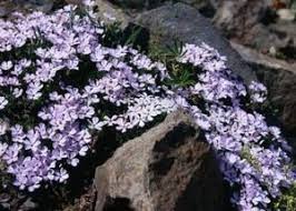 Check spelling or type a new query. How To Plant Creeping Phlox For Ground Cover Creeping Phlox How To Plant Creeping Phlox Ground Cover Plants