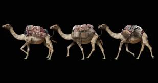 Camel caravan 2012 volledige films op youtube, volledige films nederlands ondertiteld camel caravan 2012, camel. A Caravan Of Running Camels Animation Stock Video Pond5