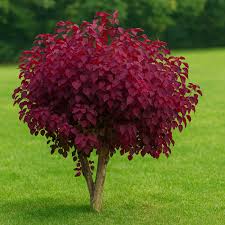 Image result for Euphorbia crebrifolia