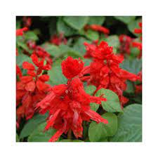 It is a large shrub (15 to 20 feet tall) from south africa. Buy Salvia Red Plant Online At Lowest Price