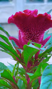 Image result for Celosia pandurata