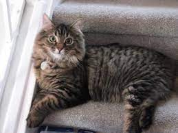 We have long haired tabby cat cards for birthday, thank you, get well, holidays and more. Long Haired Tabby Pretty Cats Cute Animals Tabby Cat