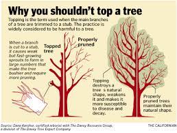 Why You Shouldn T Top A Tree Exterieur