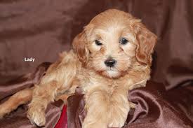 1,465 likes · 8 talking about this. Home Page Goldendoodle Breeder