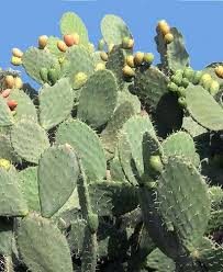 La storia della garitta di santa tecla. Fico D India Opuntia Famiglia Cactaceae Come Curare E Coltivare Il Vostro Fico D India