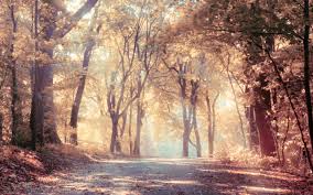 Editing Nature Wallpaper Background Amazing tree png image collections.transparent backgrounds of forest trees and private garden trees. editing nature wallpaper background