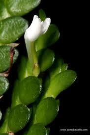 Image result for Angraecum distichum