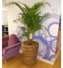 The Top 5 Plants That Rapidly Improve Air Quality In Your Home Or Office Improve Indoor Air Quality Feng Shui Garden Design Air Quality
