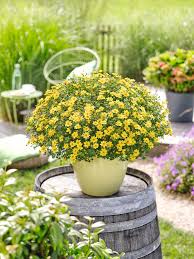 Bidens — taxobox name = bidens image width = 250px image. Balkonblume Bidens Lagerhaus Salzburg