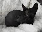 Hairless Sphynx Kittens For Sale