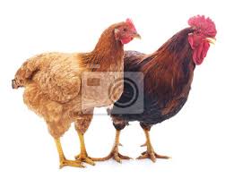 The hahn group unites a network of specialized companies for industrial automation and robot solutions. Henne Und Hahn Leinwandbilder Bilder Schone Schwanz Hahn Myloview De