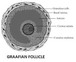 Draw a labelled diagram of a Graafian follicle.- Assam Eduverse