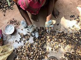 The task of harvesting the cashew nuts frequently falls to poor, indigenous people who harvest by hand and work for pennies a day without protective gloves or goggles. Indian Cashew Processors On 2 A Day Left With Burns From The Shells Of Superfood Daily Mail Online