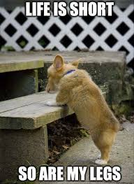 33 Funny Animals Memes Funny Animals Corgi Funny Corgi Memes Funny Animal Pictures