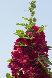 Image result for Alcea rosea