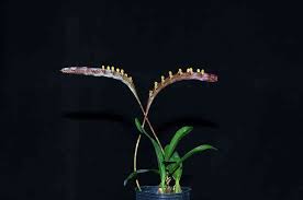 Image result for Bulbophyllum falcatum