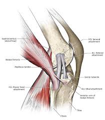 Image result for Knee Bulge Sign