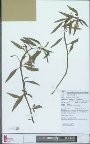 Image result for Impatiens irvingii