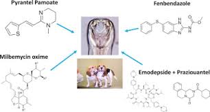 Drontal plus 22.7mg is a dewormer used in treating a variety of parasite infection. Efficacy Evaluation Of Anthelmintic Products Against An Infection With The Canine Hookworm Ancylostoma Caninum Isolate Worthy 4 1f3p In Dogs Sciencedirect