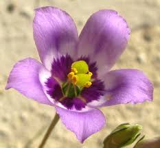 Image result for eustoma maurine