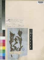 Image result for Acalypha caperonioides