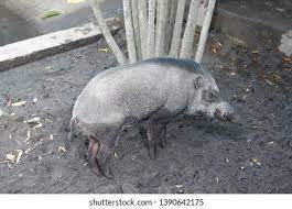 If you want to learn babi hutan in english, you will find the translation here, along with other translations from indonesian to english. Wild Boar Babi Hutan Garden Top Stock Photo Edit Now 1390642175
