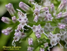 Image result for Mikania