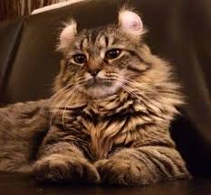 American exotic cats breeds highland lynx and highlander kittens. Highland Lynx Photos Thriftyfun