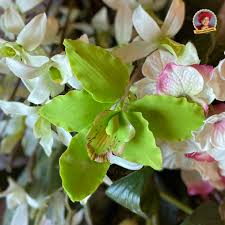 Check spelling or type a new query. Gumpaste Flowers For Decorating A Cake
