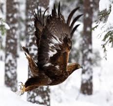 Check spelling or type a new query. Kungsorn Wild Nordic
