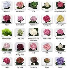Hydrangeas By Hyperactive Farms Different Types Of Flowers Types Of Hydrangeas Types Of Flowers