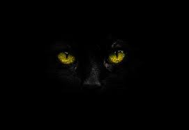 Black british shorthair cat in pink bow tie looking away isolated on white background. 100 Black Cat Pictures Download Free Images On Unsplash