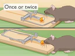 To get the best results, be sure to use bait along with the trap, particularly food that the type of mice in your house would prefer (carbohydrates and protein for norway rats, vegetation for roof rats). How To Get Rid Of Rats Without Harming The Environment