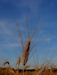 Voir plus d'idées sur le thème porte bonheur, bonheur, fond d'écran téléphone. Epi De Ble Definition