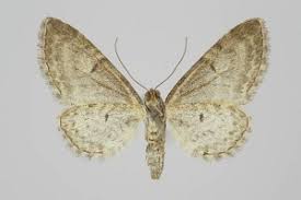 Image result for Eupithecia subumbrata